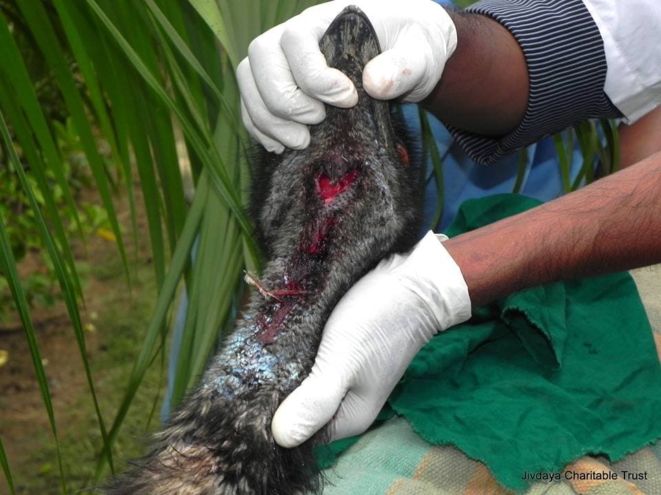 12 Emu's Rescued and treated at Jivdaya