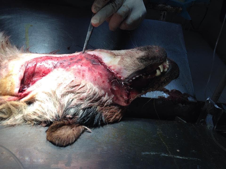 Doctor suturing the wound