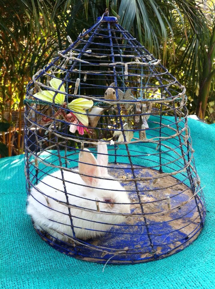 The rabbit after surgery