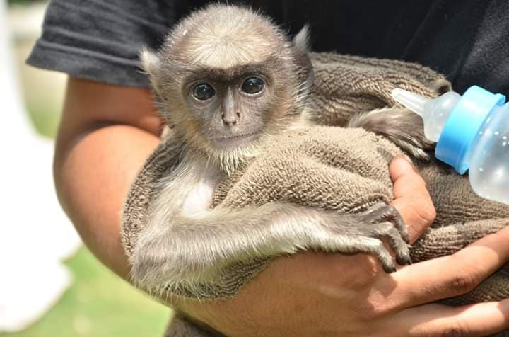 baby-monkey-reunion-2