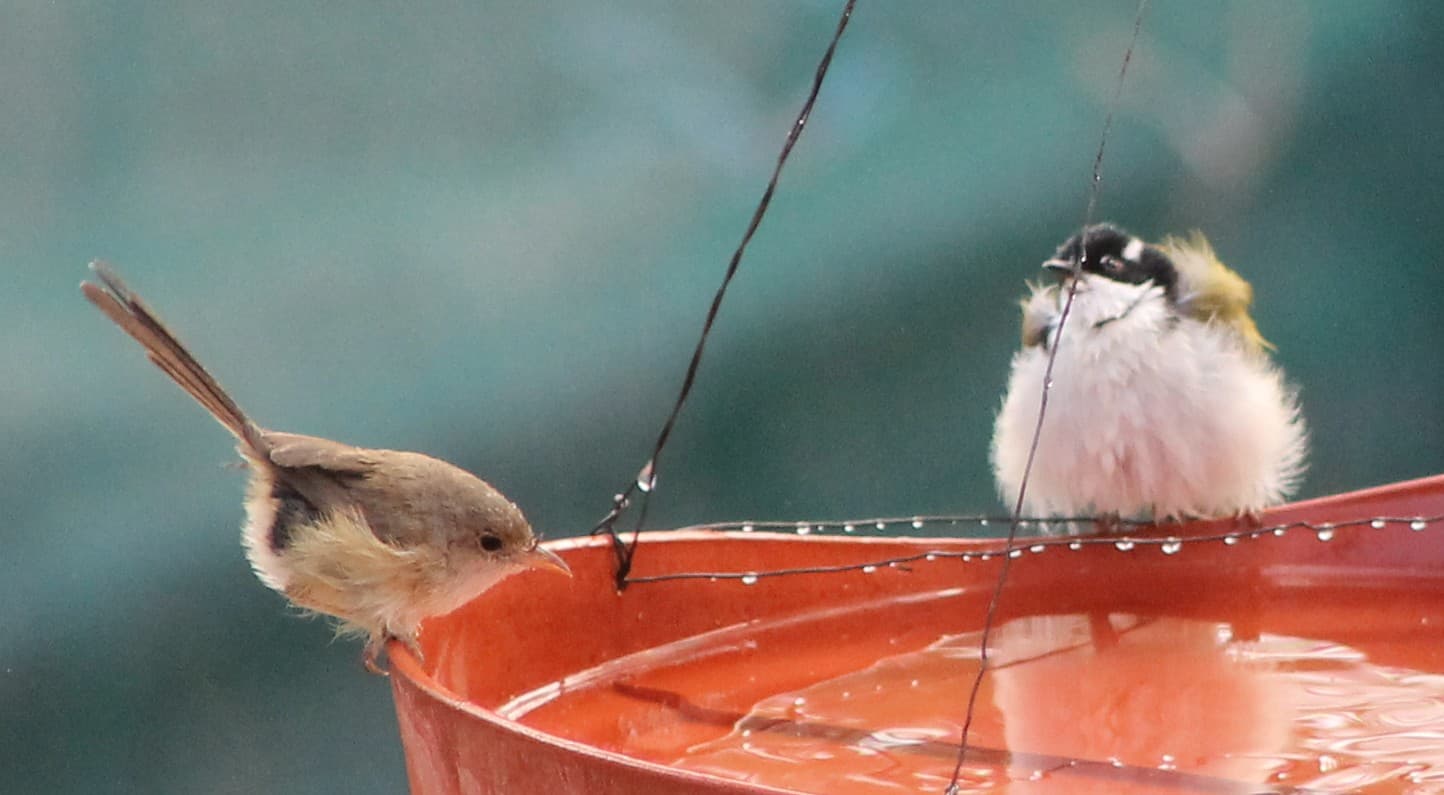 fairy-wren-and-hponey_img_03321