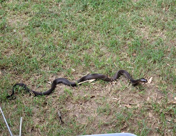 cobra-with-spinal-trauma-1