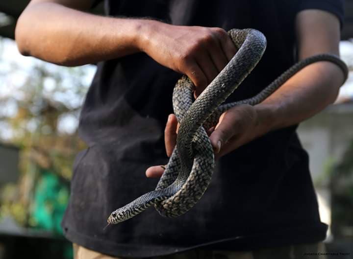rat-snake-2
