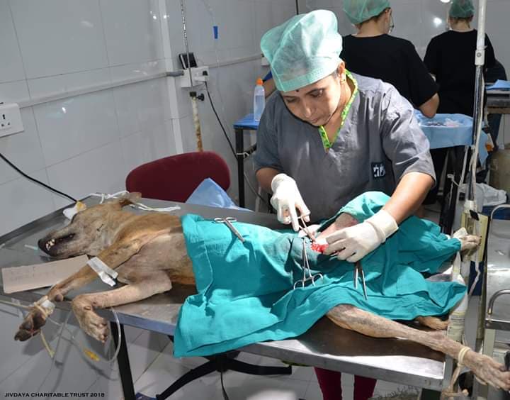 Dog Impaled by Garden Fence
