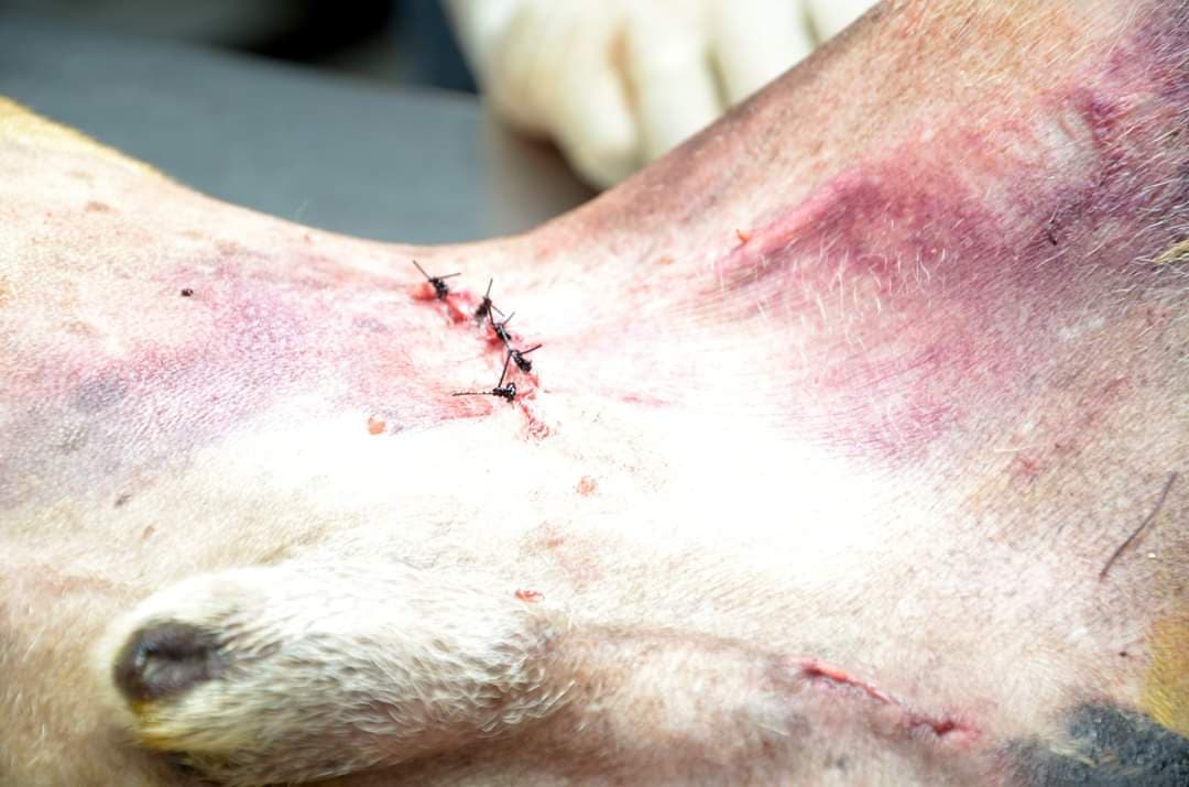 Dog Impaled by Garden Fence