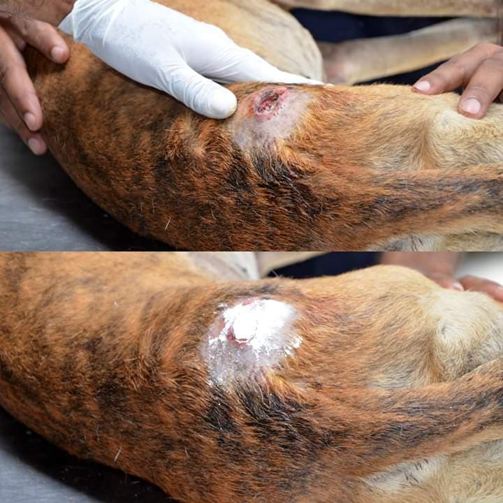 Dog Impaled by Garden Fence