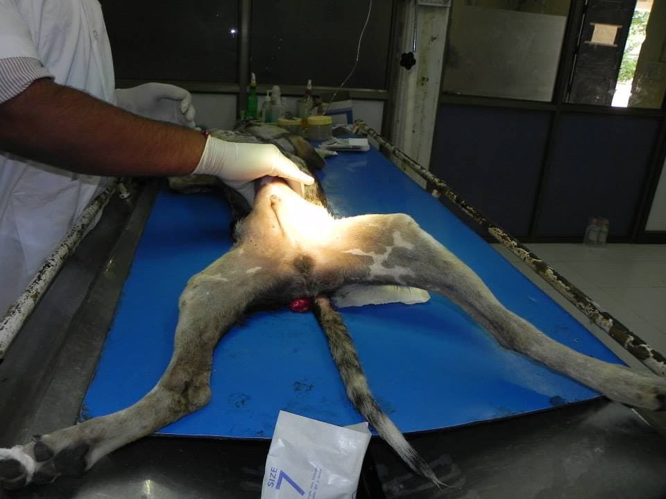 JCT's Doctor detecting the case.