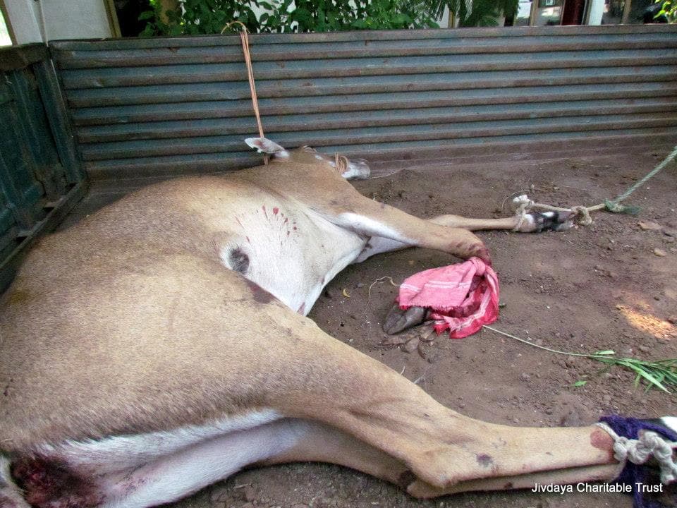 a female bluebull was brought to JCT for treatment