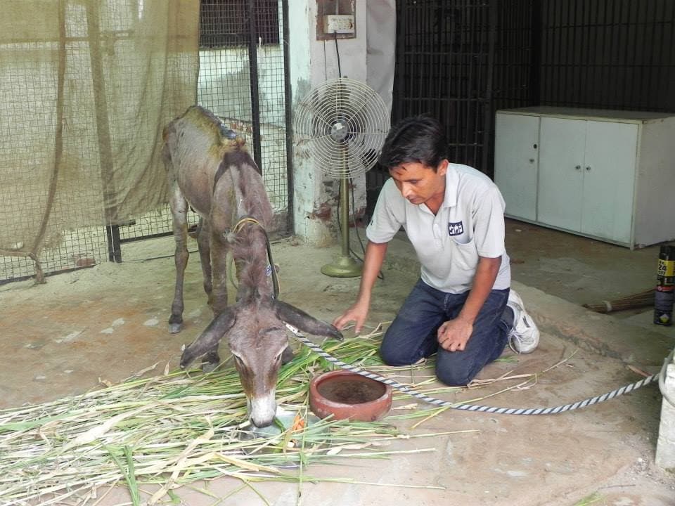 Donkey being well taken care of at JCT