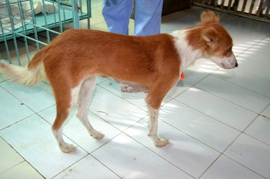 Gigantic Lipoma in Dog