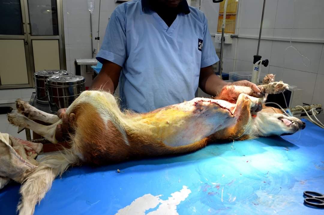 Gigantic Lipoma in Dog