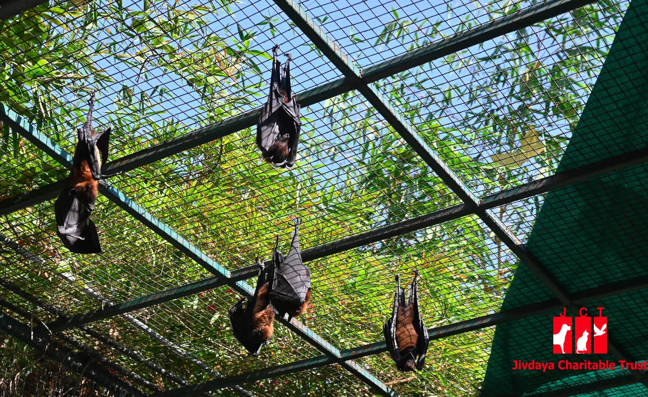 bat-2