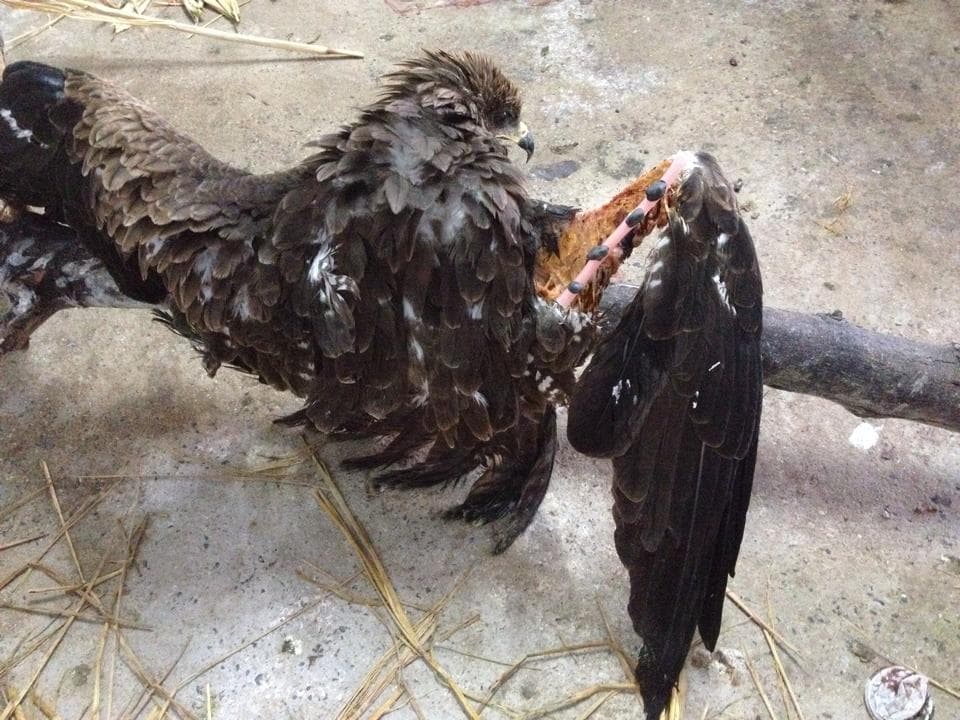 The bird post surgery, is already being able to use its wing. Therefore a successful Surgery!