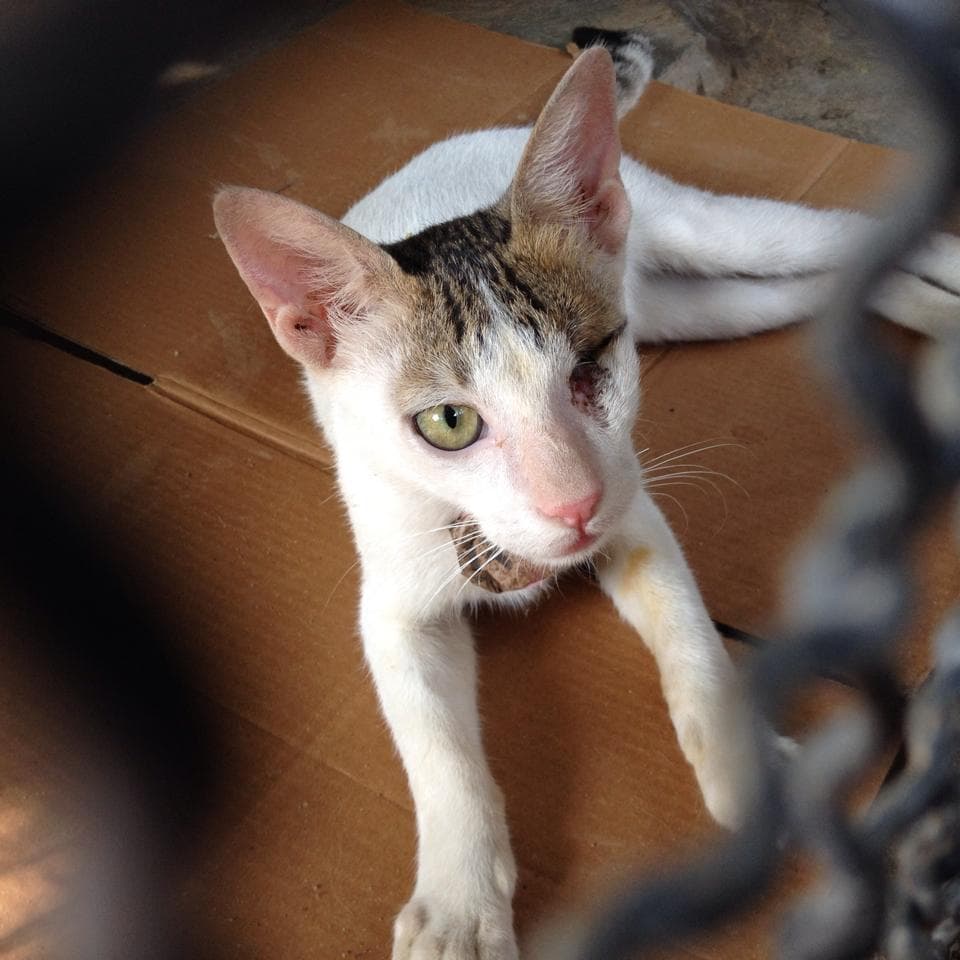 The cat after its eye removal Surgery