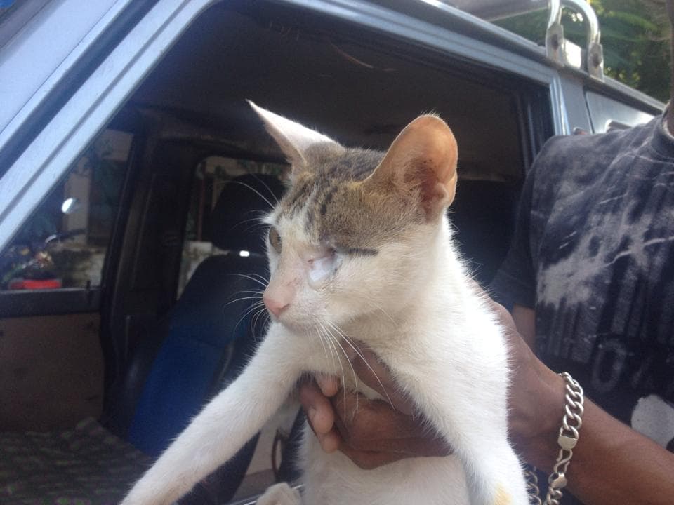 The cat was then given to a loving family for adoption.