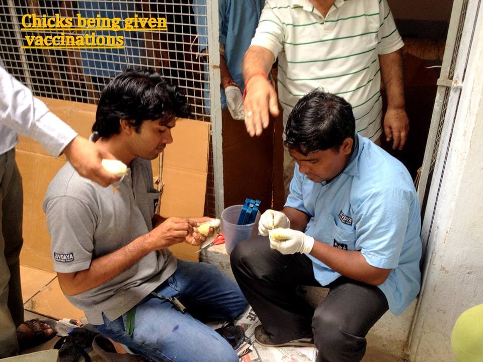 Vaccinations given to the chicks