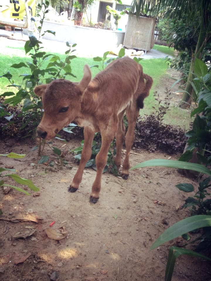 The calf growing well at JCT