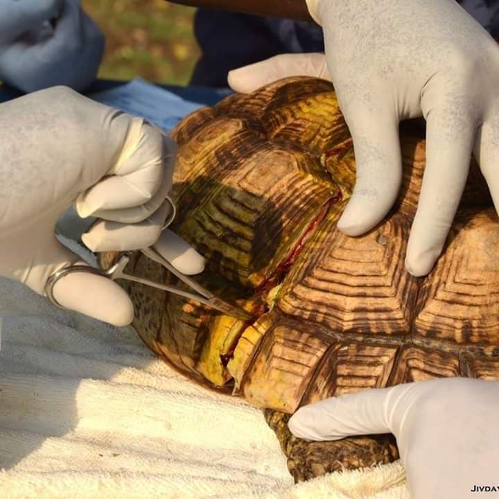 star-tortoise-1