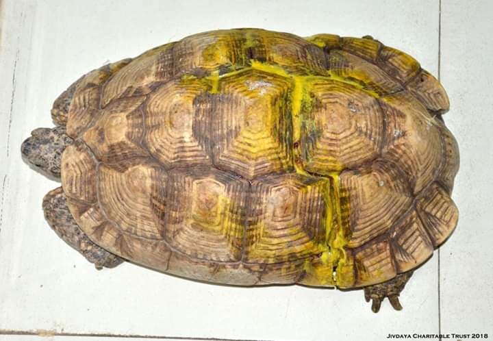 Star Tortoise With a Broken Carapace