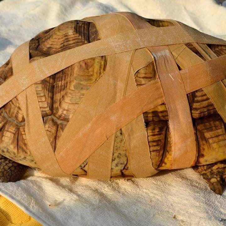 Star Tortoise With a Broken Carapace