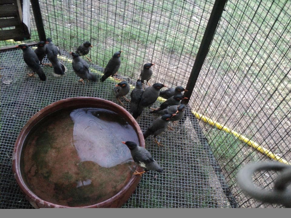 birds