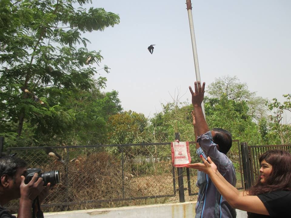 JCT's Staff releasing the maynas