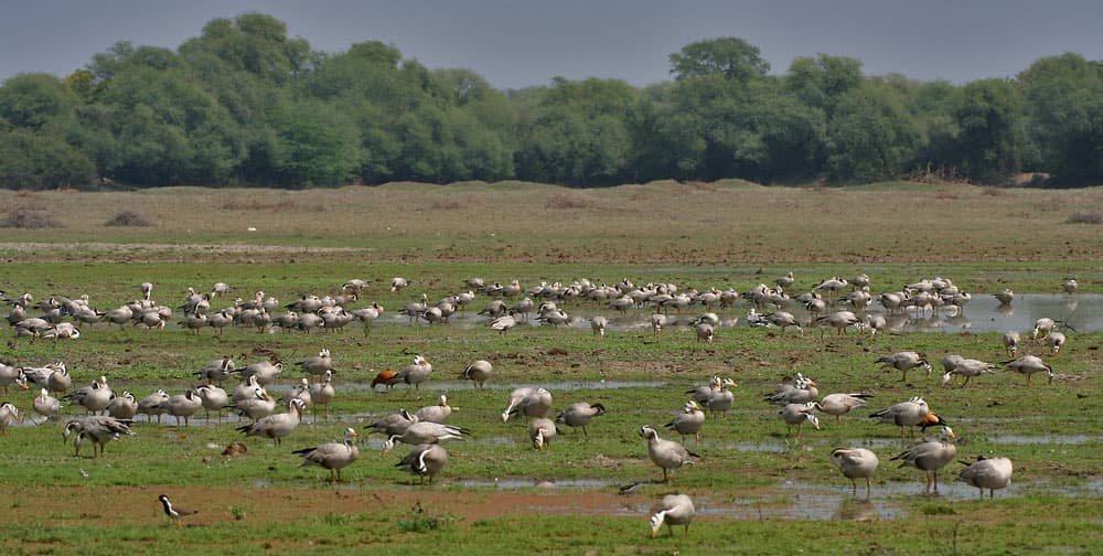 bar-headed-geese-anser-indicus-scape-at-bharatpur