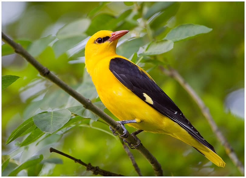 goldon-oriole