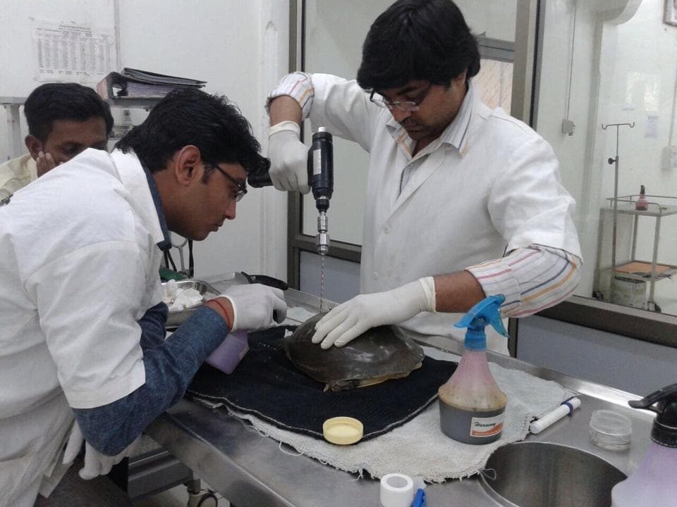 surgery being performed on the turtle