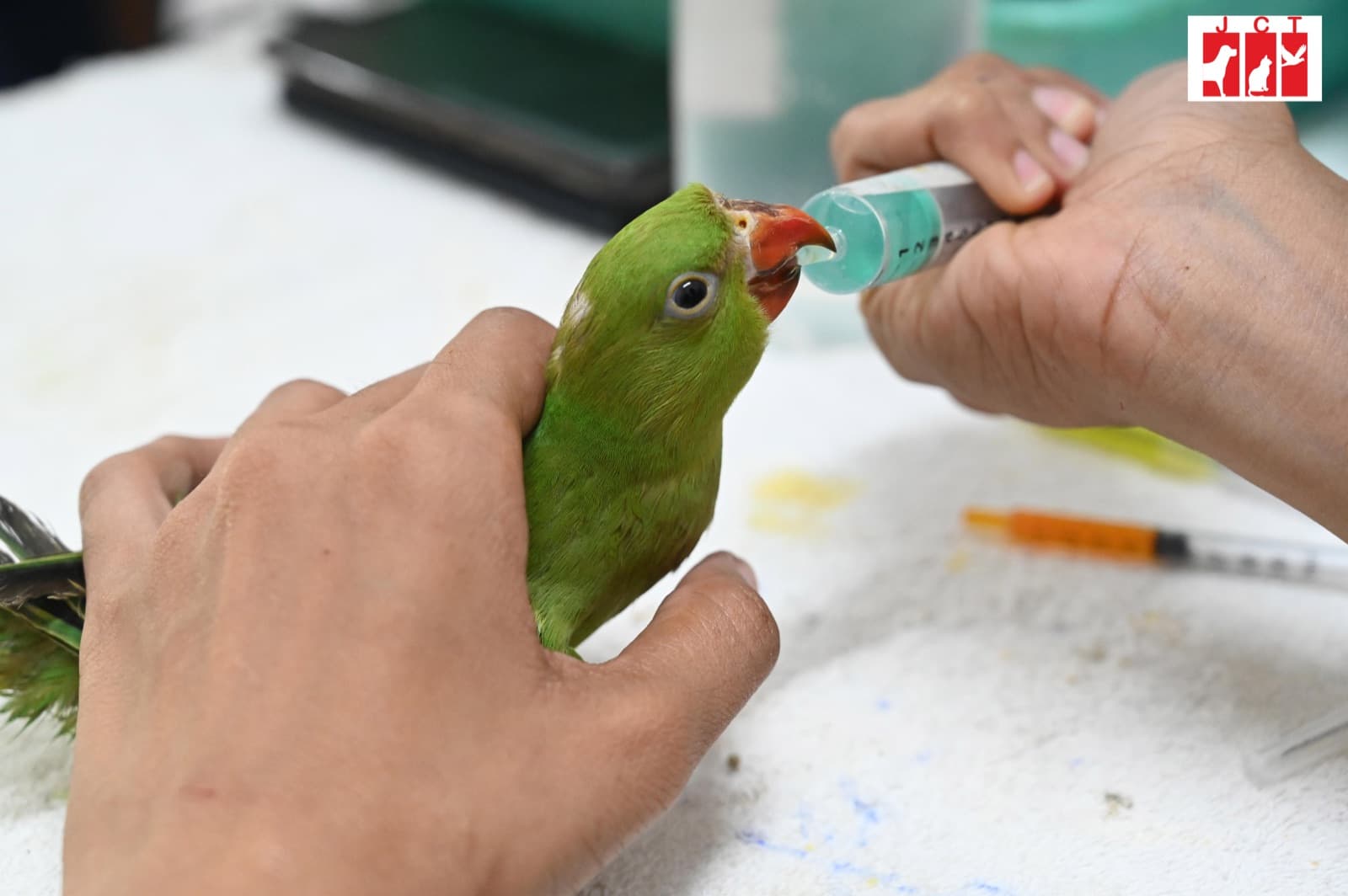 When You Should & Shouldn't Rescue a Baby Bird