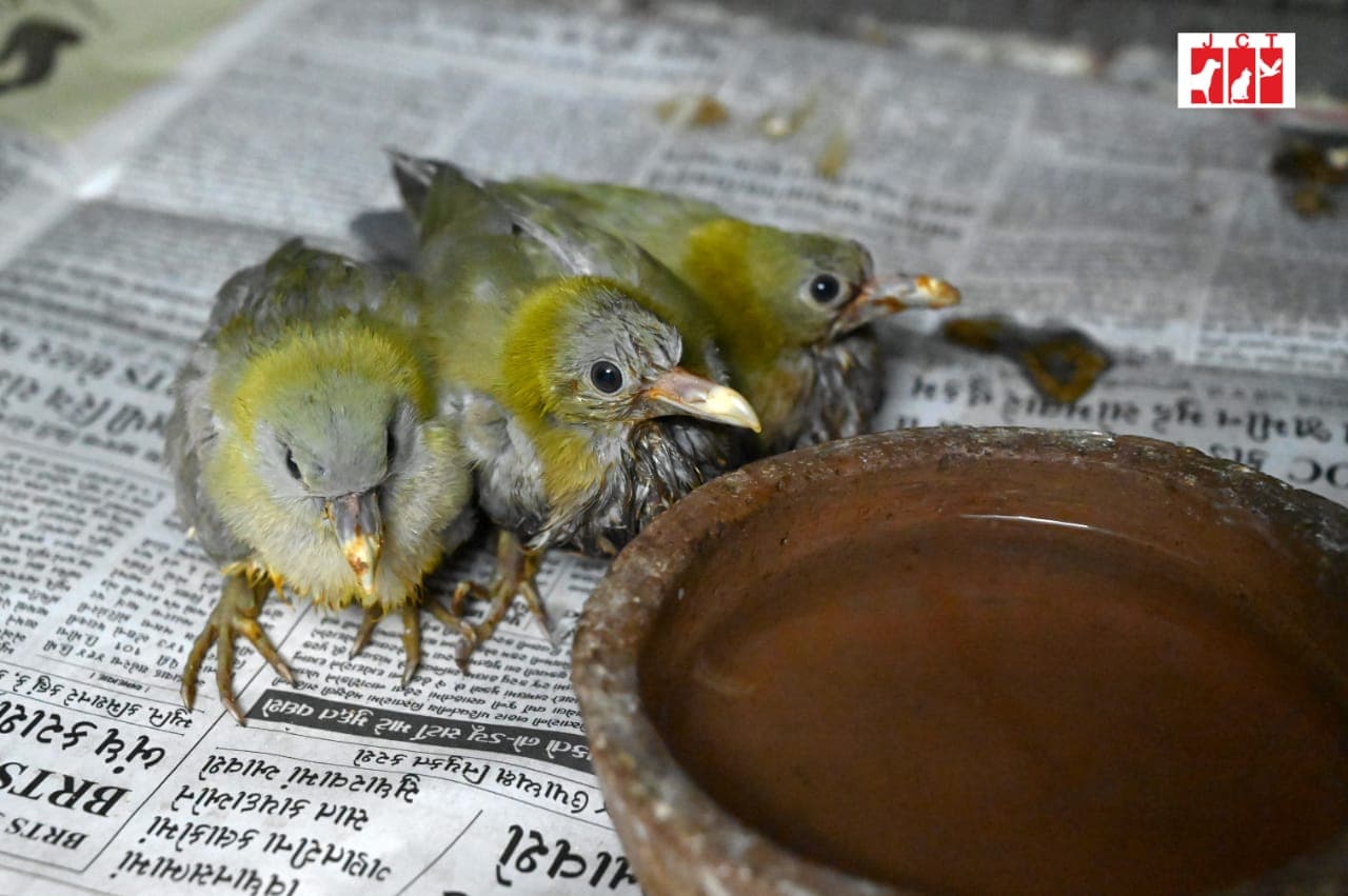 When You Should & Shouldn't Rescue a Baby Bird