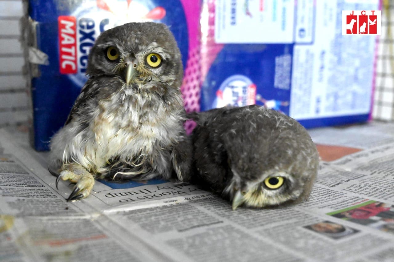 When You Should & Shouldn't Rescue a Baby Bird