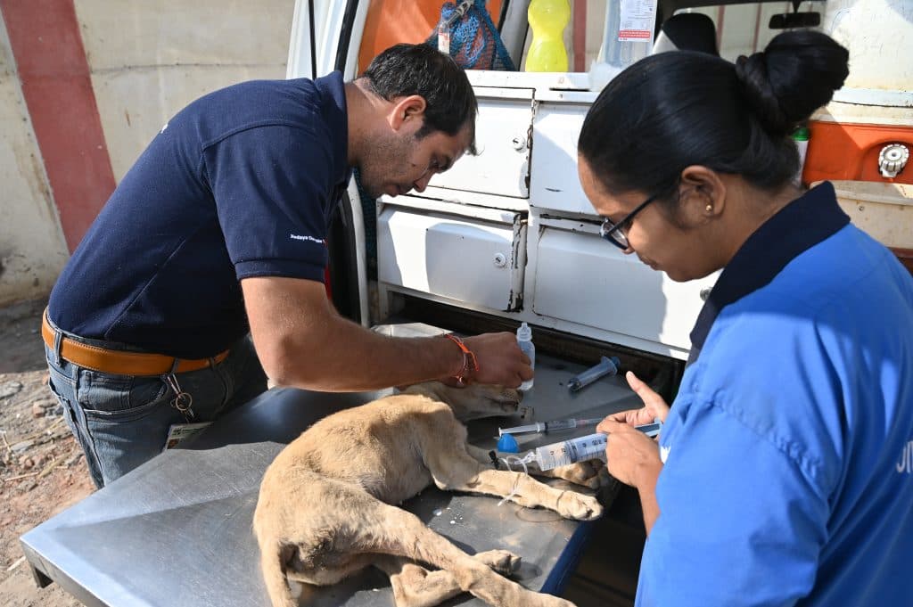 Veterinary staff treating a dog on the examination table inside a Jivdaya mobile clinic van