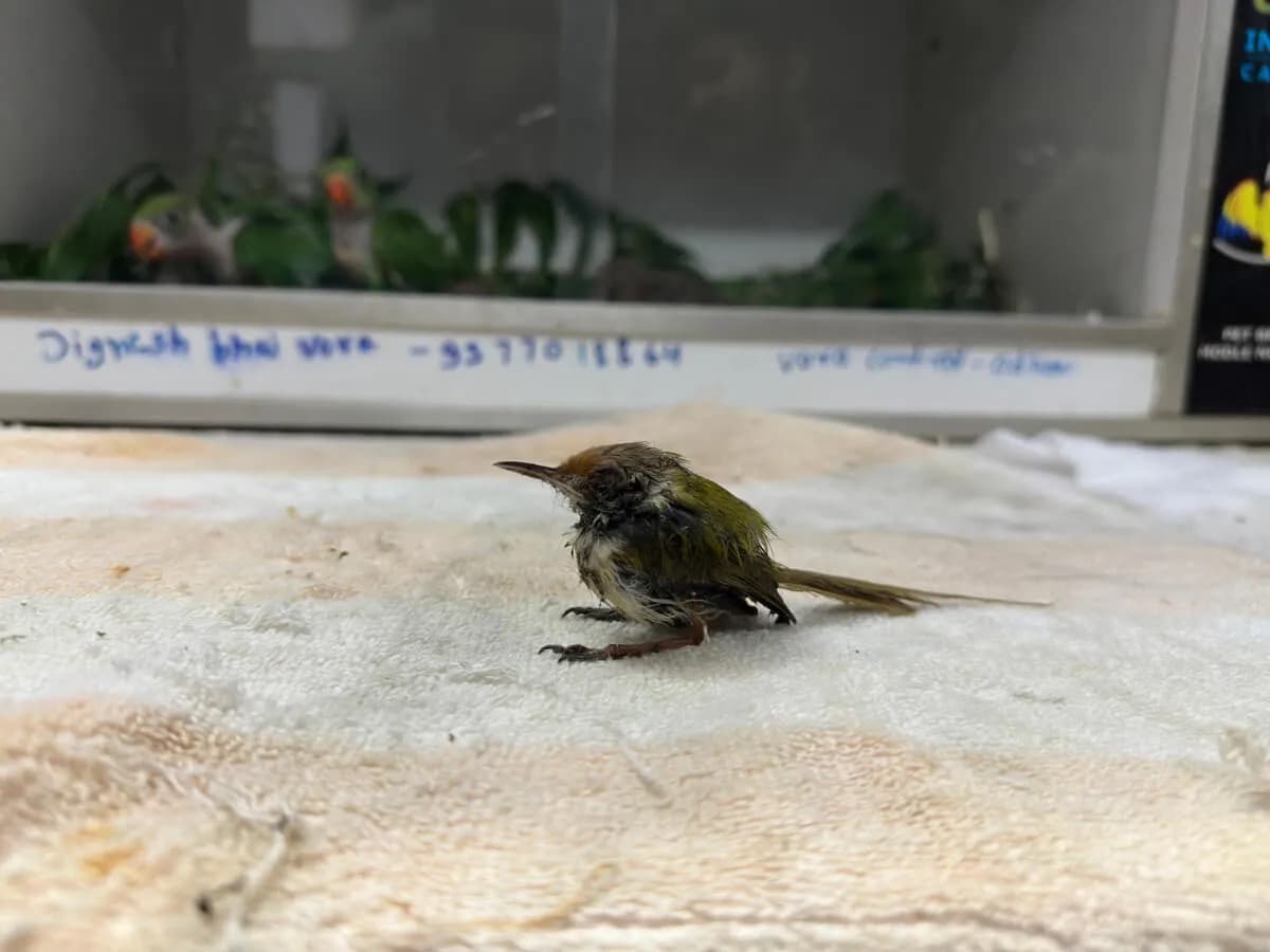 A small rescued bird resting on a towel in a Jivdaya avian rehabilitation enclosure
