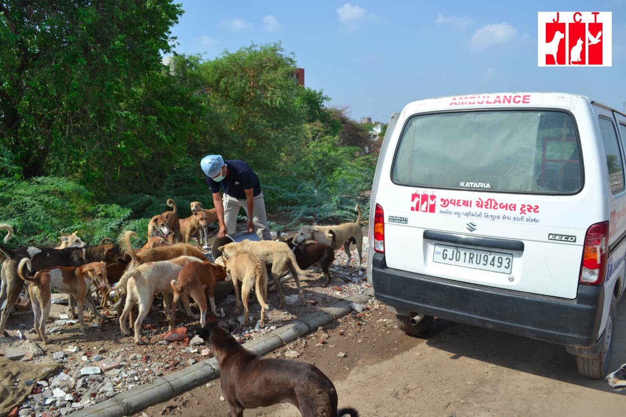 A masked Jivdaya worker feeding street dogs beside a white Jivdaya ambulance van on a rubble-strewn lane