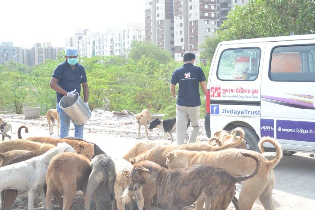 Two masked workers carrying buckets from the Jivdaya van while a pack of dogs waits on the roadside