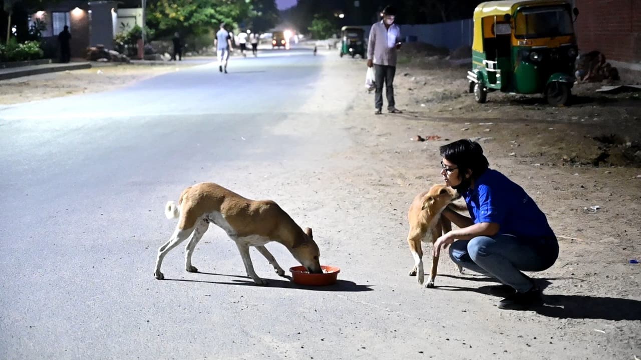 A masked worker crouching on an empty street at first light while two dogs eat from bowls