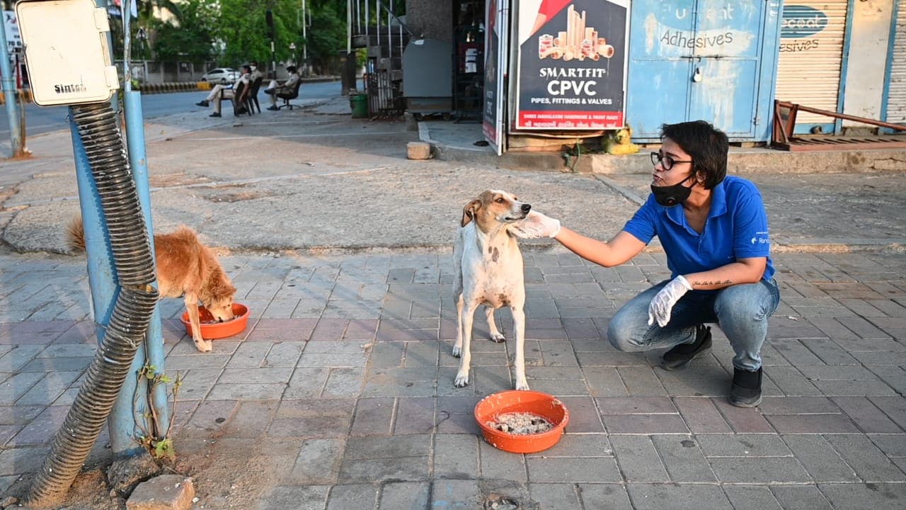 A masked worker crouching on a pavement, stroking one dog while another eats from an orange bowl