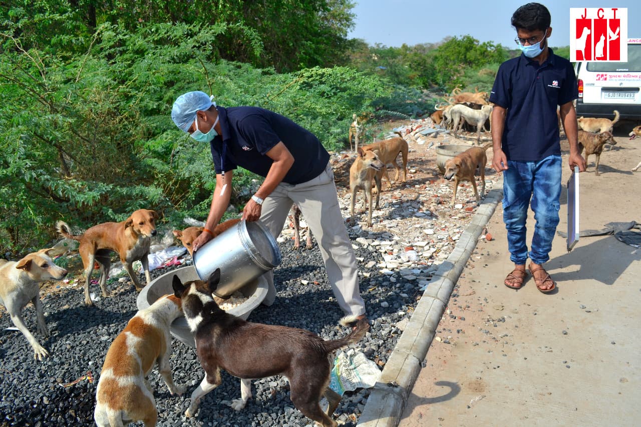 Two masked Jivdaya workers pouring food from a steel pot for dogs at the edge of a road