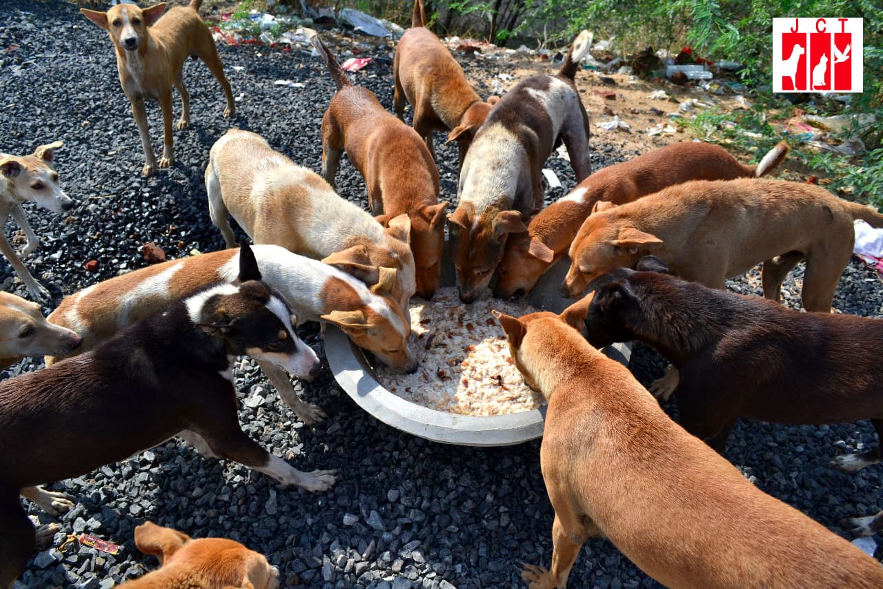 About a dozen street dogs eating together from a large steel plate set down on gravel