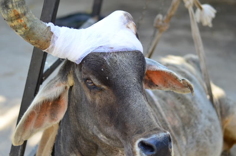 A cow with a bandaged horn after treatment for a head injury