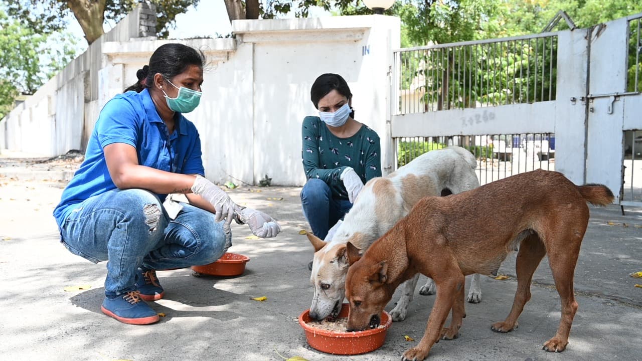 Volunteers in masks and gloves feeding street dogs from bowls outdoors