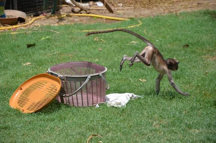 Baby Monkey's Reunion