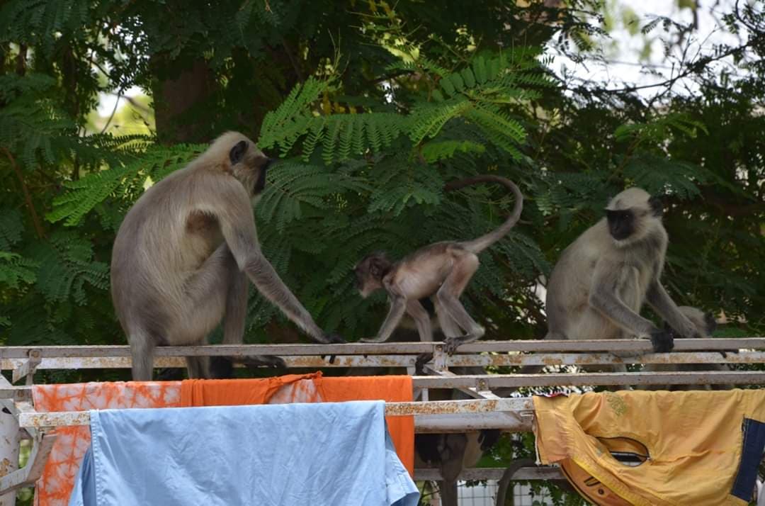 Baby Monkey's Reunion