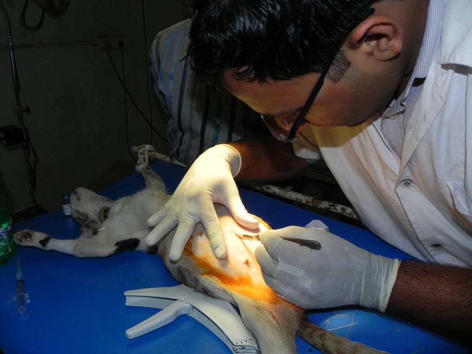 the doctor performing a c section operation on the cat