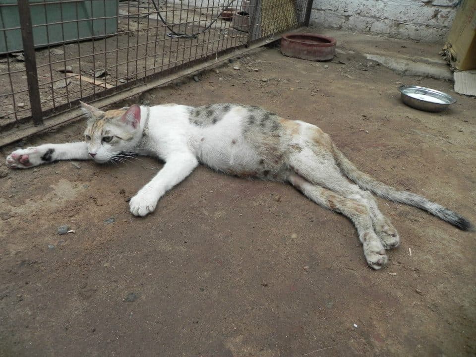 The pregnant cat with a spinal injury