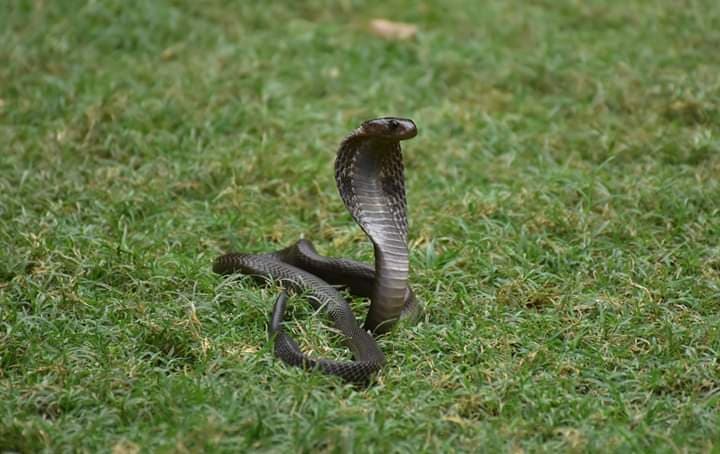 Cobra With Spinal Trauma