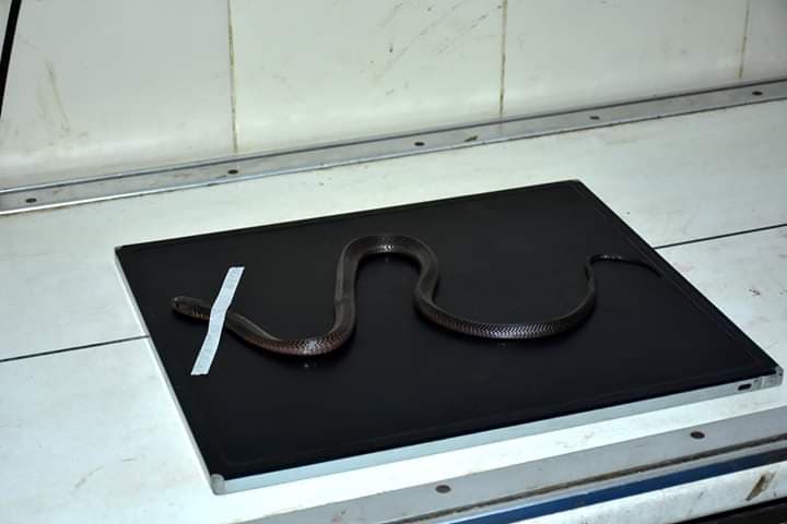 Cobra With Spinal Trauma