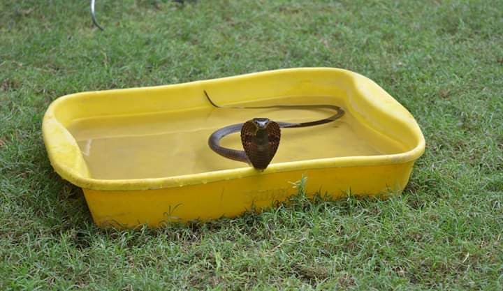 Cobra With Spinal Trauma