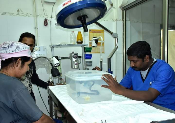Cobra With Spinal Trauma